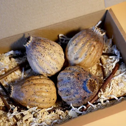 Buy dried poppy heads Buy dried poppy heads